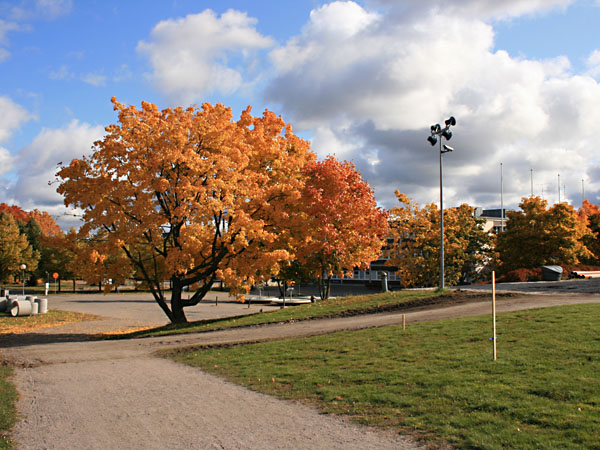 Kirjastoaukion puita